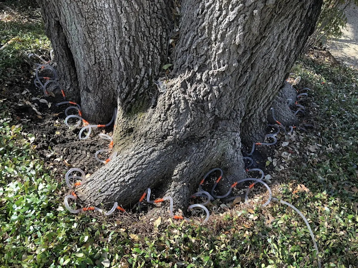 Detailed Tree Cabling and Bracing job site in Port Wentworth