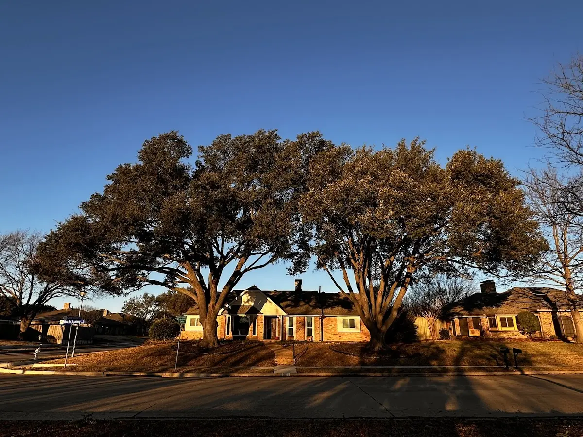 Established residential canopy tree shading a home in Port Wentworth